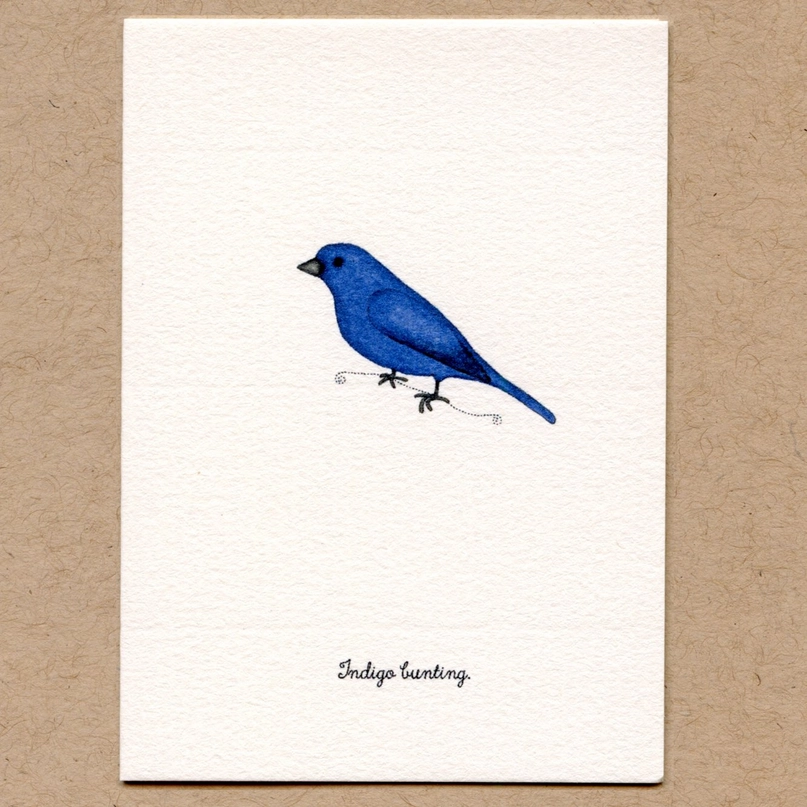 A Box of Tiny Bird Greeting Cards