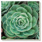 Echeveria Trivet - Shelburne Country Store