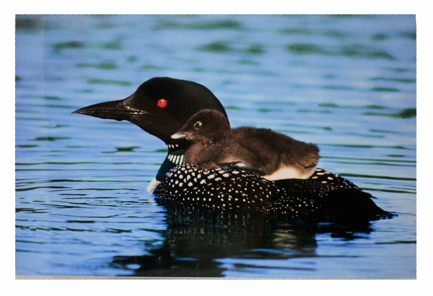 Vermont Placemat - Moose / Loon - Shelburne Country Store