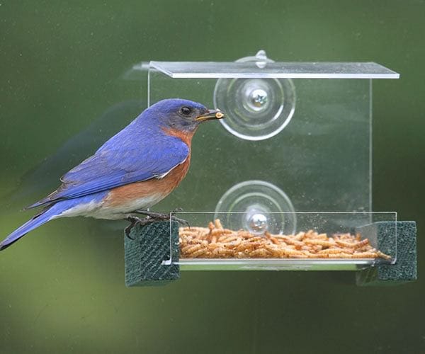 Mini Green Window Feeder - Shelburne Country Store