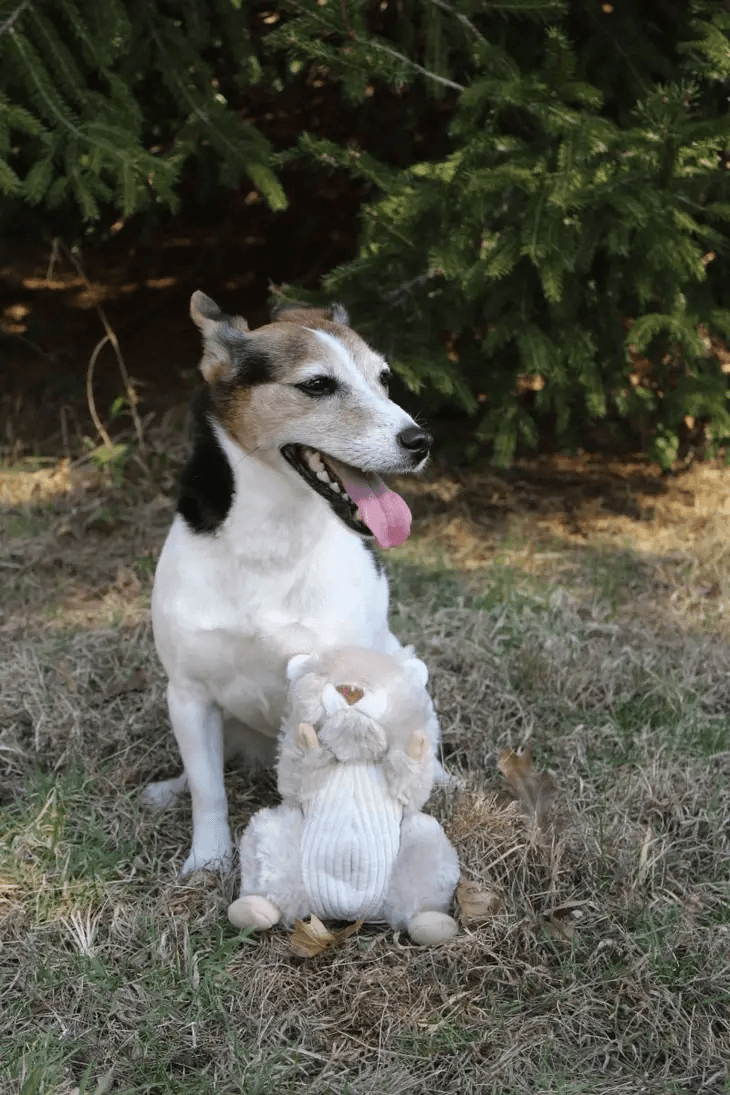 Animated Squirrel Toy