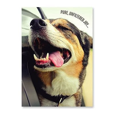 Pure Joy Dog Birthday Card - Shelburne Country Store