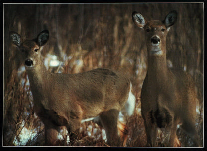 Mitch Kezar Card - White-Tale Deer - Shelburne Country Store